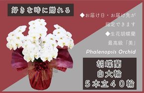 099H384 5本立て 胡蝶蘭 40輪～50輪 白色【木製大型木札 または メッセージカード 付き ラッピング お祝い ギフト 贈答 贈り物 プレゼント 生花 花 農福連携】