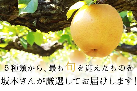 『さかもと果樹園』の玉東梨 約5kg 6玉-18玉前後 《8月中旬-9月末頃出荷》【日付指定・品種指定不可】 熊本県玉名郡玉東町 梨 なし 果物 フルーツ 旬の梨---sg_csksyun_bc8_25_14000_5kg---