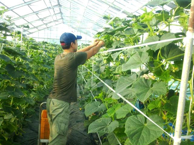 朝採りきゅうり＆とまとセット｜新鮮 産直 農家 直送 トマト キュウリ 野菜 埼玉 杉戸 [0205]