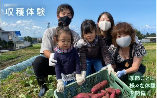 【先行予約】種まで食べられるスイカ 小玉スイカ（ピノガール）＊25年7月上旬以降順次発送中