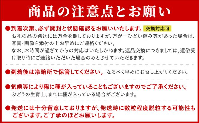 ＼ 先行予約 2025年発送 ／ ゴルビー 約1kg 冷蔵 高級 種無し 種なし シャインマスカット ブドウ ぶどう 品種 果物 甘い 巨峰 美味しい 希少 人気 福島県 田村市  鈴木農園 でんじろうさん N046-004