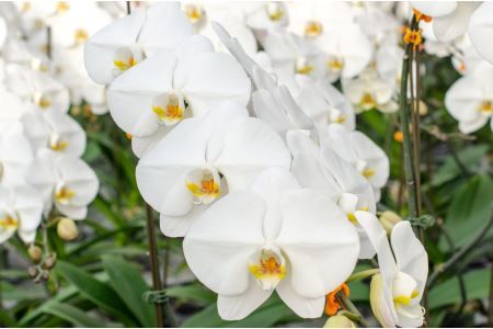 y茧szBA077Ci炫ւ葱@́hh@5{1075