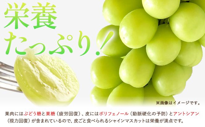 先行予約 ご家庭用 シャインマスカット2kg(3～5房)《2026年8月下旬-9月末頃出荷》田尻盛果園 フルーツ 果物 マスカット ぶどう---osy_ctajihsm_h8_24_13500_12---