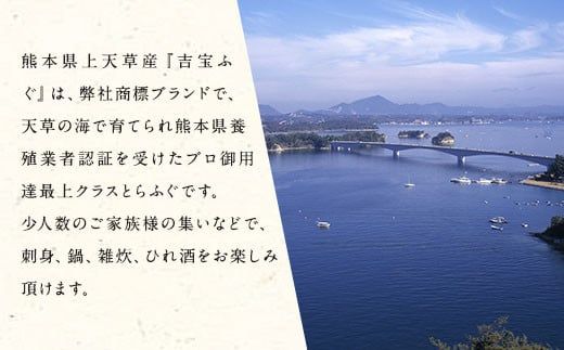 とらふぐフルコース【竹】吉宝ふぐ（34cm青磁皿全盛り・3～4人前） 『焼きひれ/特製ポン酢/もみじおろし付き』 ふぐ 河豚 フグ とらふぐ トラフグ 熊本県 上天草市【2024年10月下旬から2025年4月上旬順次発送】