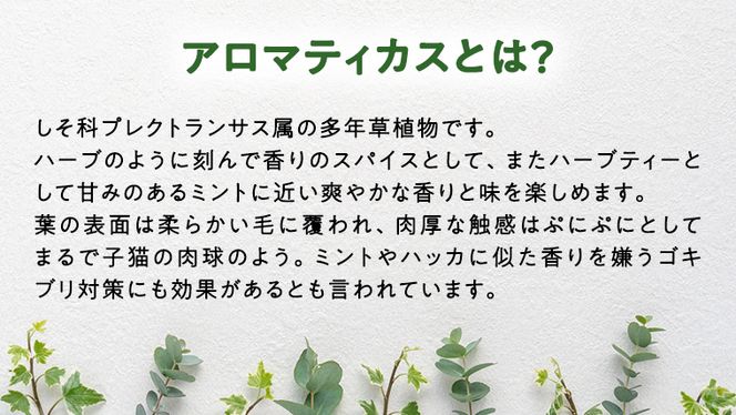 アロマティカス 1鉢 観葉植物 育てやすい 虫よけ ガーデニング 植物 香り かわいい 肉球 [AM056us]