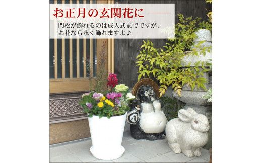 C032 季節の花の寄せ植え　８号鉢　選べる鉢色　室内園芸装飾マイスター岡部太郎氏監修