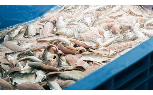 【酢〆専門店が送る】創業70年の老舗 酢〆専門店丸二商店のしめ鯖たっぷりセット しめさば お造りしめさば お酒のおつまみ こだわりの酢〆 おうちごはん 家飲み お鮨のネタ H021-048