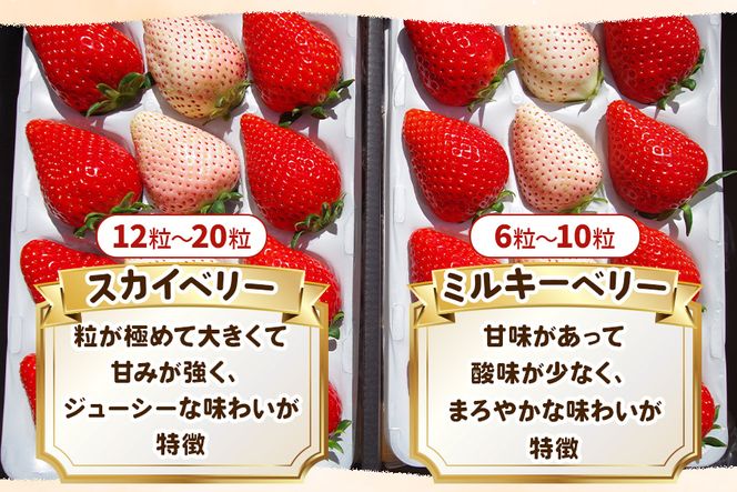 紅白ギフト！スカイベリー ミルキーベリー 食べ比べデラックス《12月中旬より順次発送》｜いちご 苺 イチゴ フルーツ 果物 産地直送 [0569]