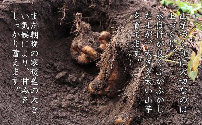 山芋(長芋) 2kg 西粟倉特産【数量限定】 c-FI-A02A