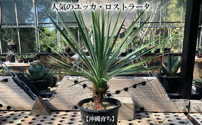 沖縄育ちの観葉植物】人気のユッカ・ロストラータ 5寸鉢（沖縄県