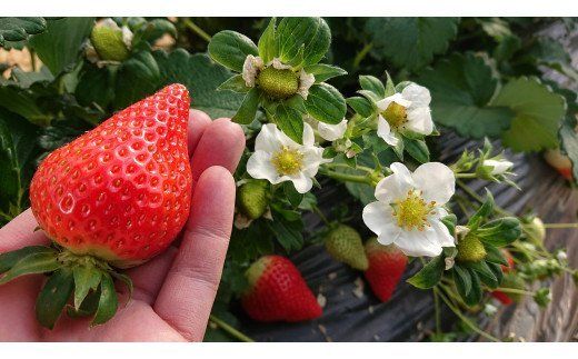 知る人ぞ知る「いちごの名産地」愛知県津島市 生産歴70年の実力とこだわり かとう農園「ゆめのか」いちご2パック【令和8年1月以降順次発送】