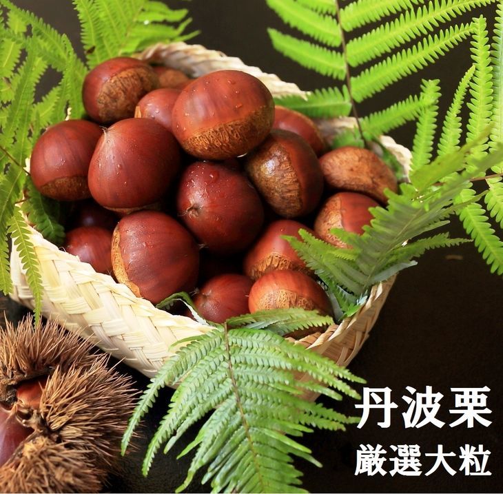 [先行予約]期間・数量限定 丹波栗 厳選大粒 1.2kg[丹波四季菜料理 宮本屋] |くり 栗 丹波産 ※2025年9月中旬〜10月下旬頃に順次発送予定