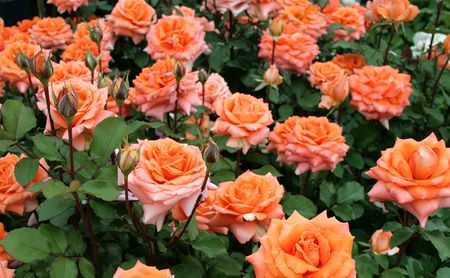 バラ鉢植え「マドモアゼルマイコ」 SWBD004