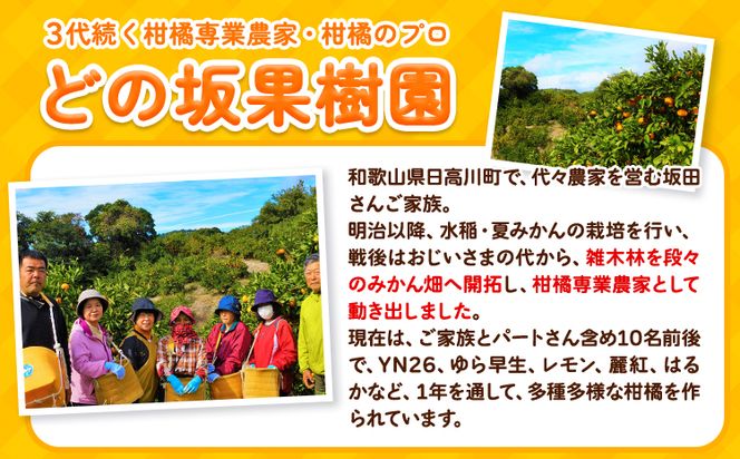 訳あり 不知火 ( デコポン と同品種 ) しらぬい 約 5kg (M～5Lサイズ) どの坂果樹園《2025年2月上旬-4月上旬頃出荷》 和歌山県 日高川町 しらぬい 不知火 デコポン でこぽん 訳あり不知火 訳ありデコポン 旬 果物 フルーツ 柑橘 産地直送 送料無料---wshg_dsk14_ad24_23_9000_5kg---