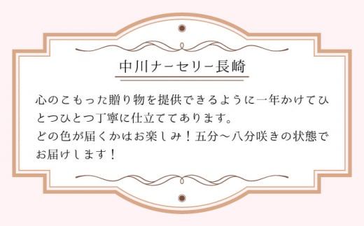 【2025年12月〜発送】【ギフトにピッタリ！】シクラメン 6号 鉢 / 南島原市 / 中川ナーセリー長崎 [SDL001]