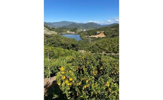 ［秀品・サイズＳ］まる隆果樹園　和歌山有田産！早生みかん≪5ｋｇ≫［予約販売］［数量限定］ CS003