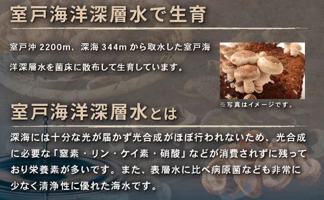 干し椎茸 10袋 計300g ｜ しいたけ 国産 菌床 ドライ 野菜 旬 きのこ キノコ 数量限定 高知県 室戸市　　nc004