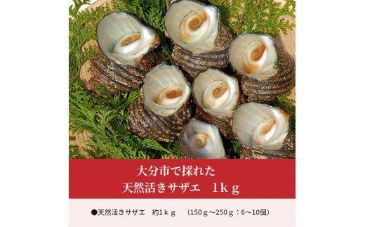 【E12001】大分市で採れた　天然活きサザエ　1ｋｇ