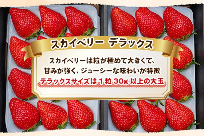 澳原いちご農園の完熟朝摘みスカイベリー デラックス｜イチゴ 苺 果物 果実 スイーツ 産地直送 [0534]