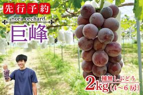 【先行予約】数量限定！種無しぶどう 巨峰 合計2kg (4～6房) | 8月下旬より順次発送 数量限定 ブドウ 葡萄 巨峰 種なし 種なしブドウ 旬 果物 フルーツ 濃厚 ジューシー 益子町産 新鮮 (DC001)