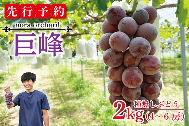 【先行予約】数量限定！種無しぶどう 巨峰 合計2kg (4～6房) | 8月下旬より順次発送 数量限定 ブドウ 葡萄 巨峰 種なし 種なしブドウ 旬 果物 フルーツ 濃厚 ジューシー 益子町産 新鮮 (DC001)