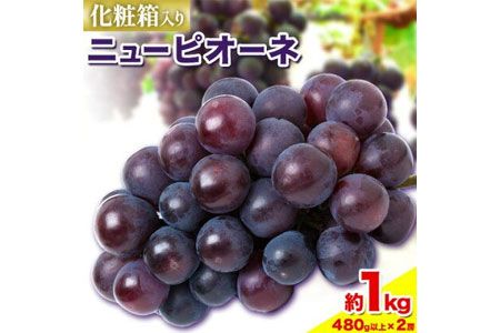 [2025年先行予約]ニューピオーネ 1房480g以上 約1kg 2房 化粧箱入り 株式会社山博(中本青果)[2025年8月下旬-10月上旬頃出荷]岡山県 浅口市 ぶどう フルーツ ギフト 贈答用 旬 果物 国産 岡山県産 送料無料---124_c253_8g10j_23_17000_600g---