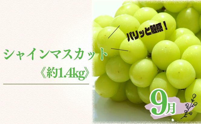 定期便3回（8月・9月・10月） 有田川町の旬のフルーツをお届け！BZ111