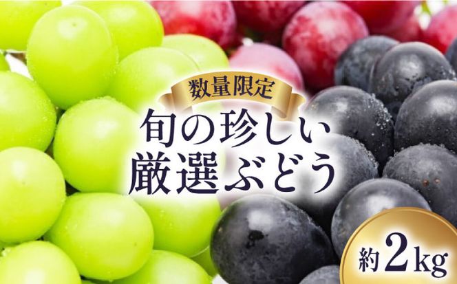 【数量限定】 旬 の珍しい厳選 ぶどう 約 2kg / フルーツ ブドウ 産地直送 / 南島原市 / 長崎県農産品流通合同会社[SCB051]