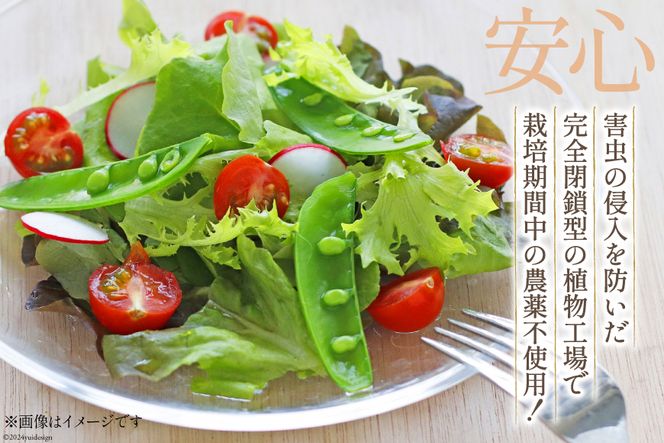 【6回定期便】富山のおいしい水で生産した安心野菜（12袋）[北陸機材 富山県 舟橋村 57050148] 野菜 野菜セット フラワーリーフ フリルレタス マルチレタス 水耕栽培 定期便