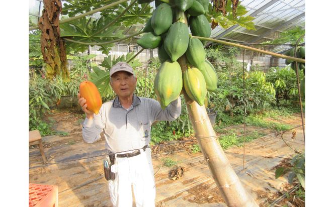 大地のめぐみ】読谷村産フルーツパパイヤ(2～4玉）（沖縄県読谷村 