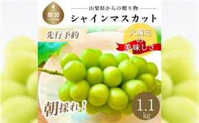 FB014【2025年 先行予約】今月のおススメ！山梨県産　シャインマスカット 1.1kg (２房～3房)