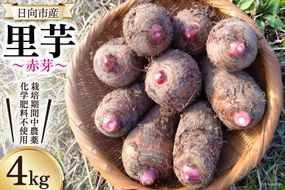 里芋 赤芽 4kg [甲斐自然派農園 宮崎県 日向市 452060524] さといも ホクホク