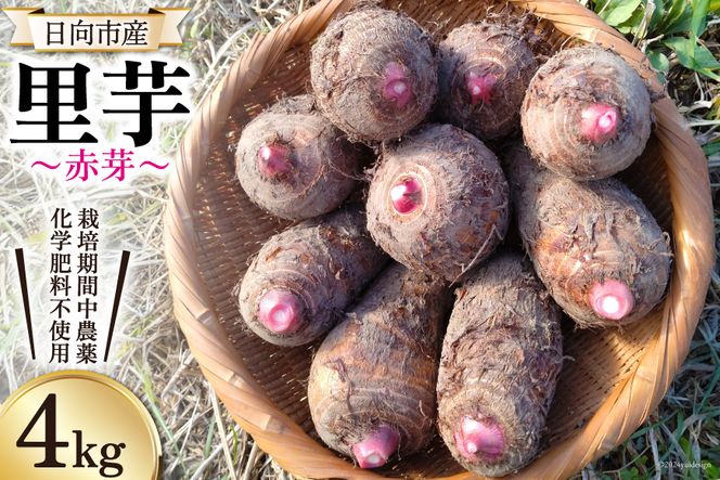 里芋 赤芽 4kg [甲斐自然派農園 宮崎県 日向市 452060524] さといも  