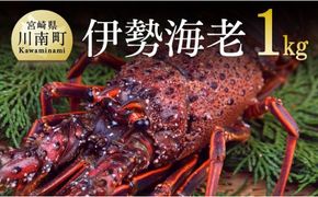 担当者厳選！伊勢海老(小)1000g（5～9尾） 【 伊勢えび 魚介類 いせえび 海産物 宮崎県産 国産 】 [D04401]