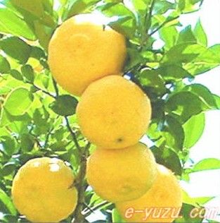A5003富士川町産穂積のゆずを使った特選ゆずポン酢　5本
