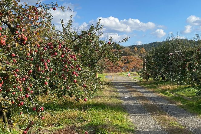 秋田県産 サンふじ りんご 約10kg （ご家庭用）リンゴ【12月中旬〜2月中旬に順次発送】|ymdn-011001