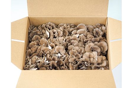 【定期便】まいたけ　12株【隔月×6回お届け】【0060】