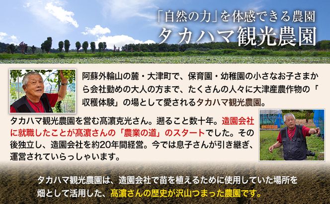 熊本県大津町産 タカハマ観光農園の紅はるか 約5kg(大中小ミックス)《1月上旬-4月末頃出荷》 さつまいも 芋 スイートポテト 干し芋にも---so_tkhmbni_af14_24_9500_5kg---