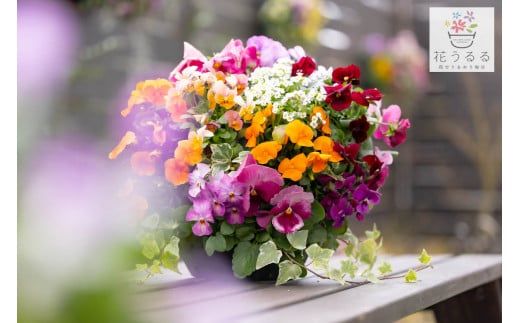 D086 パンジー＆ビオラの花うるるハンギング寄せ植え「カシスオレンジ Ｍサイズ」