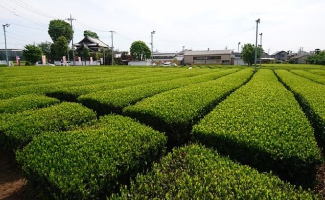 狭山銘茶　江戸の道　HAD002