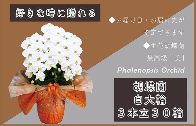 099H379 3本立て 胡蝶蘭 30輪～33輪 白色【木製大型木札 または メッセージカード 付き ラッピング お祝い ギフト 贈答 贈り物 プレゼント 生花 花 農福連携】