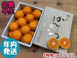 年内発送 完熟早生 有田みかん 化粧小箱 特秀 M サイズ 20玉入 和歌山 南泰園 みかん BS635