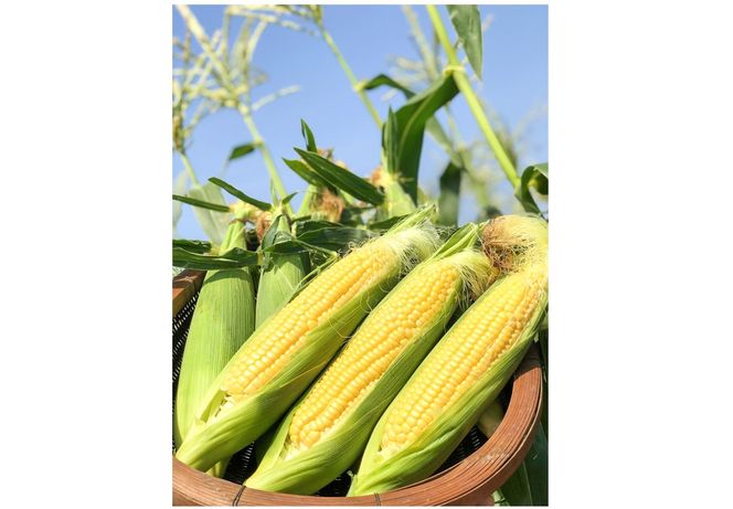 ymɓszy2026Nẑ蒼 Â Ƃ낱gɂR[h 10{@H095-026