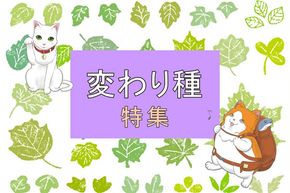 【こんなものまで？】変わり種の返礼品特集！