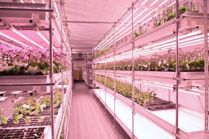 三木市で育てた大和ハウスのミニ胡蝶蘭 COCOLAN ベーシック（1本立ち） 【お花の色お任せ】