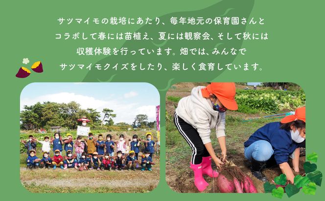 【数量限定】【村上市産 熟成さつまいも使用】焼き芋ぷりん2種（紅はるか・シルクスイート）×6個　計12個セット 1040007