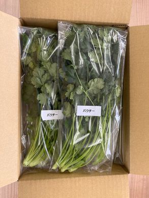 LED水耕栽培 香味野菜（パクチー）250g＜野菜 やさい パクチー