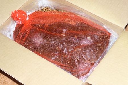 【期間限定】天然活きモクズガニ 約1kg（6～10匹、オス・メス混合） ネットに入れてお届け 下処理不要 調理レシピ付き AB4027　 