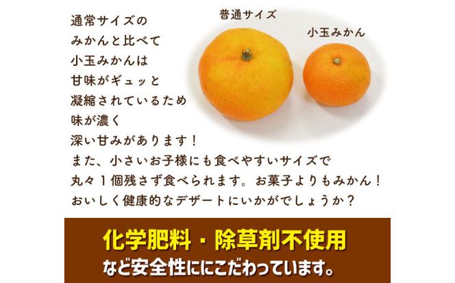 【2026年10月下旬～発送】【甘味が凝縮！】 濃厚 小玉みかん 5kg 温州みかん  2Sサイズ以下 / みかん フルーツ 柑橘 蜜柑 ミカン 南島原市 / 長崎県農産品流通合同会社 [SCB058]