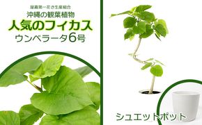 ★【沖縄の観葉植物】人気のフィカス ウンベラータ6号 シュエット鉢ポット インテリアグリーン ゴムの木 ゴムノキ ガーデン 風水 鉢植え 癒し 成長記録 趣味 専門店 生活 オフィス おすすめ 暮らし おしゃれ 南国 日光 水やり お祝い 送料無料